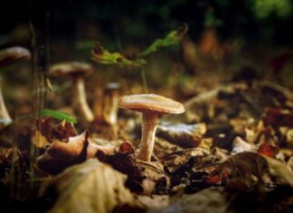 Początki Mykologii i Popularne Grzyby Polski