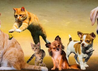 7 Szokujących Trików na Uspokojenie Psa!